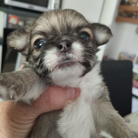 Cuccioli di chihuahua