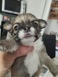 Cuccioli di chihuahua