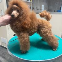 Barboncini toy e nani fulvi con pedigree per monta