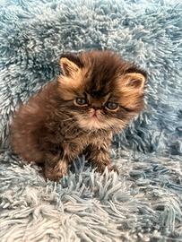 Cuccioli di persiano