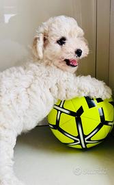 Cucciolo Bichon a pois frise’