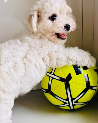 Cucciolo Bichon a pois frise’