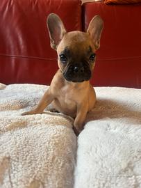 Cuccioli di bulldog francese Fulvi