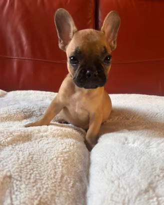 Cuccioli di bulldog francese Fulvi