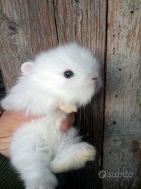 Conigli nani testa di leone