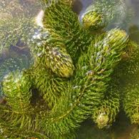 Piante ossigenanti per laghetto