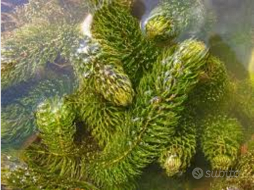 Piante ossigenanti per laghetto