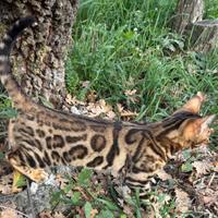 Gatto Bengal alta genealogia