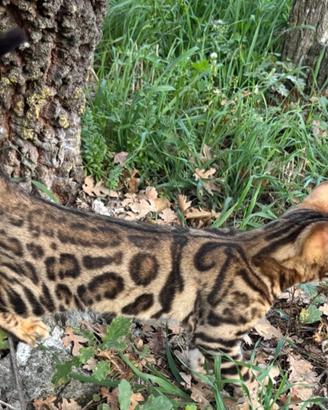 Gatto Bengal alta genealogia