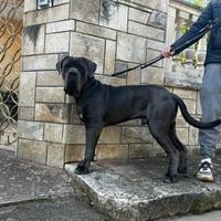 Cane Corso per monta