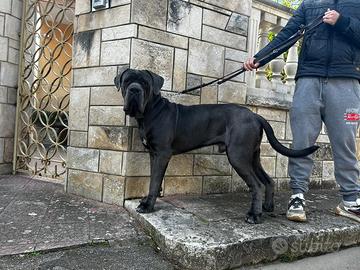 Cane Corso per monta