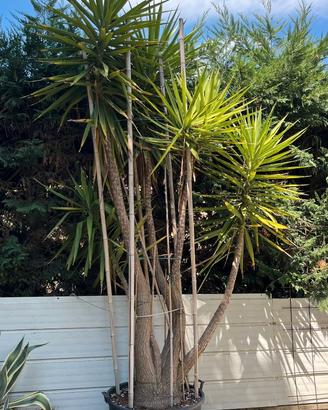 Yucca elephantipes (Yucca gigante) adulta