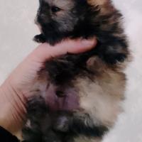 Cuccioli di spitz Pomerania
