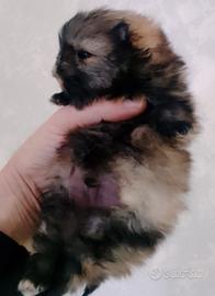 Cuccioli di spitz Pomerania