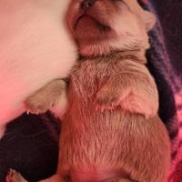 Femminuccia chihuahua con pedigree