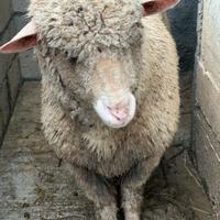 Agnella Merinizzata Italiana in Purezza