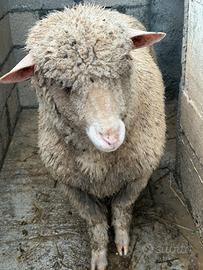 Agnella Merinizzata Italiana in Purezza