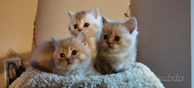 Ultimi British Scottish Straight