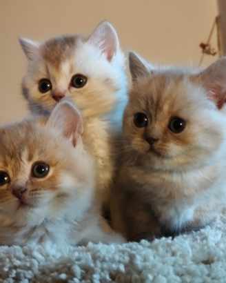 Ultimi British Scottish Straight