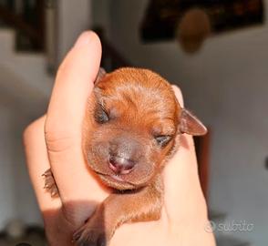 Cuccioli pinscher toy originali