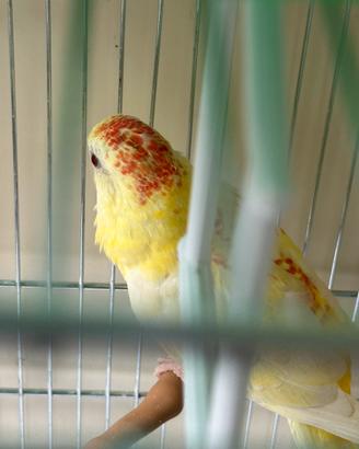 Pappagallo parrocchetto groppone rosso