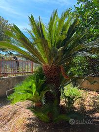 Cycas Revoluta Gigante Doppia - Palma 30 Anni
