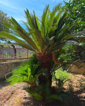 Cycas Revoluta Gigante Doppia - Palma 30 Anni