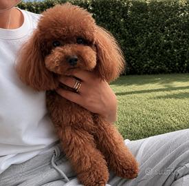 Barboncino toy pedigree ENCI, Leggere bene sotto