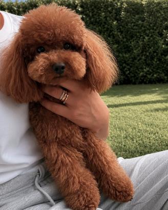 Barboncino toy pedigree ENCI, Leggere bene sotto