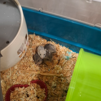 Criceti nani nati 20gg fa