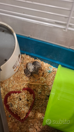 Criceti nani nati 20gg fa