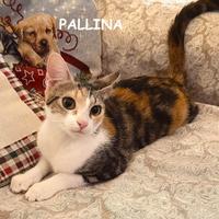 PALLINA micia tricolore di 8 mesi