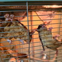 Petauri dello zucchero