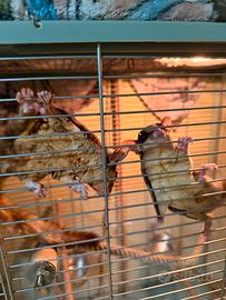 Petauri dello zucchero