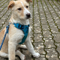 Tenero cucciolo taglia media