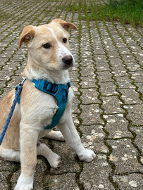 Tenero cucciolo taglia media