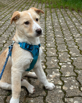 Tenero cucciolo taglia media