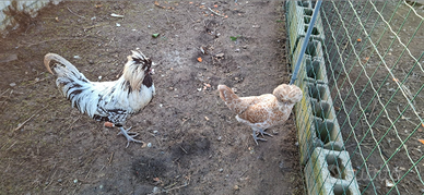 Galline di razza Padovane