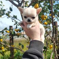 Chihuahua