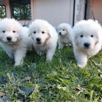 Cuccioli Pastore Maremmano Abruzzese