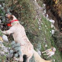Setter inglese