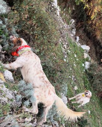 Setter inglese