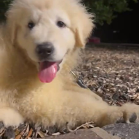 Cuccioli di pastore maremmano abbruzzese