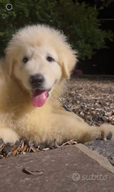 Cuccioli di pastore maremmano abbruzzese