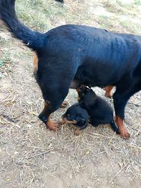 Cucciola rottweiler