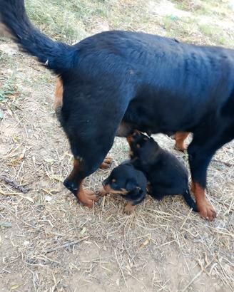Cucciola rottweiler