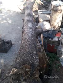 tronco di pino silvestre - legname