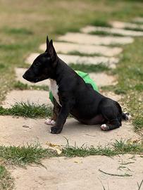 Bull-terrier miniature (PRIVATO) pedigree ENCI