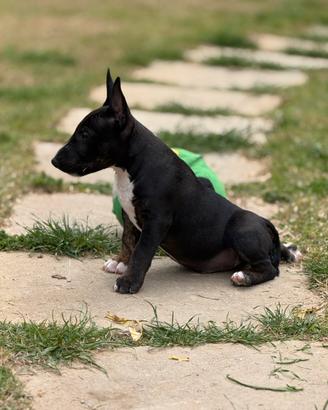 Bull-terrier miniature (PRIVATO) pedigree ENCI