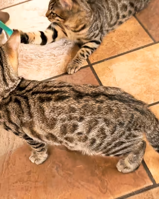 Cuccioli di Gatto Bengala  3 mesi e mezzo